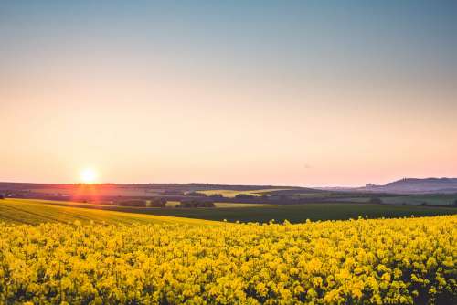 Beautiful Sunset Over The Yellow Rapeseed Field