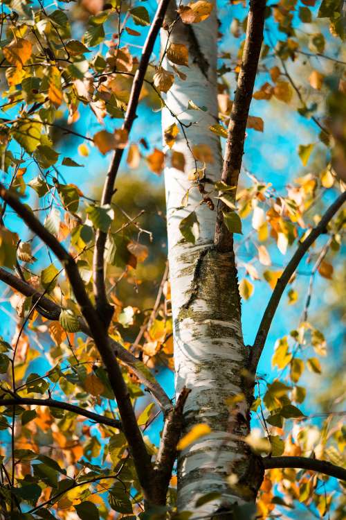 Birch Tree