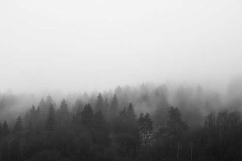 Black and White Morning Foggy Forest