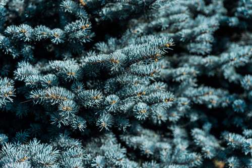 Blue Conifer Tree