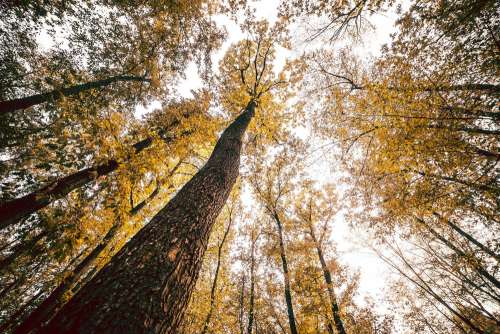 Bottom View Into The Treetops