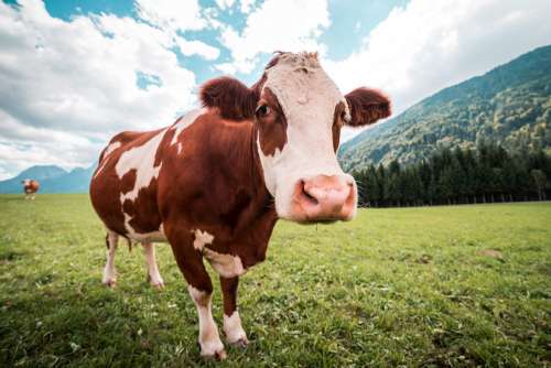 Brown and White Cow in Pasture