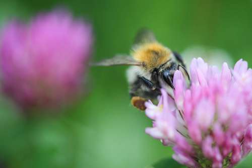 Bumblebee on Clover Close Up