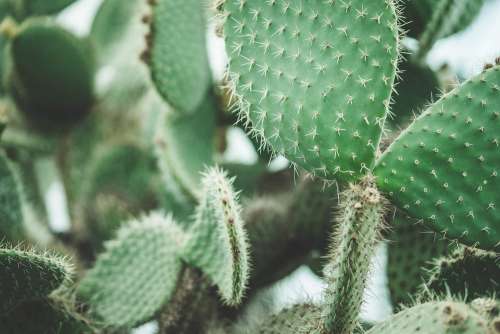 Cactus Close Up