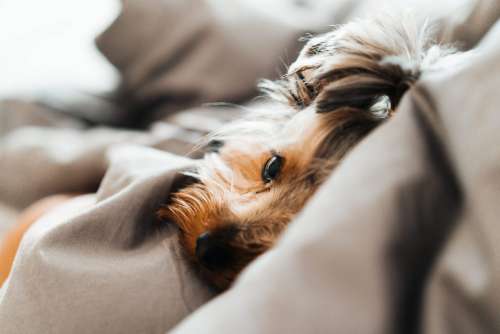 Close Up of Cute and Calm Yorkshire Terrier Dog Lying in a Bed