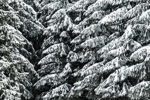Conifer Trees Covered with Snow Close Up Background