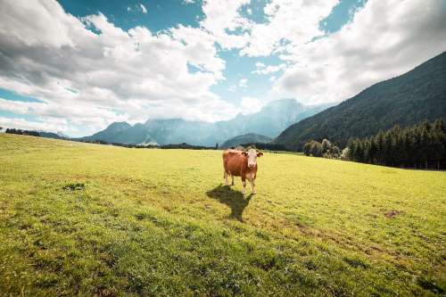 Cow in Large Pasture