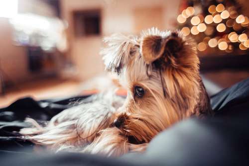 Cute Puppy on Christmas