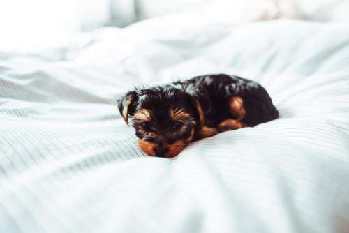 Cute Puppy in Bed