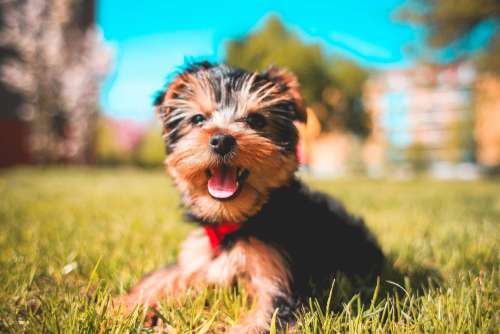 Cute Smiling Yorkshire-Terrier Puppy