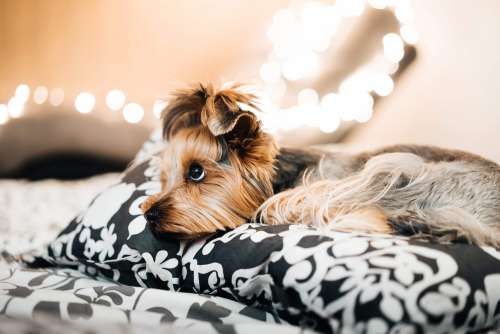 Cute Yorkshire Terrier Lying in Bed