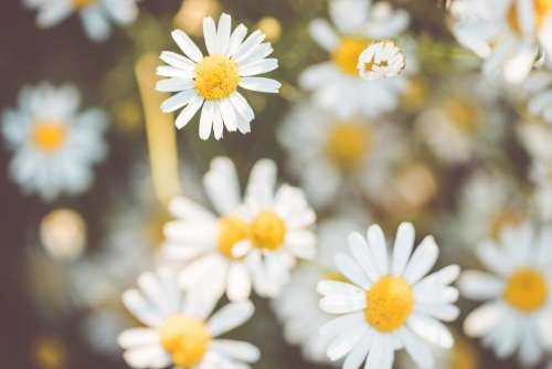 Daisy Flowers #2