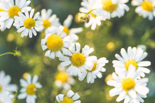 Daisy Flowers