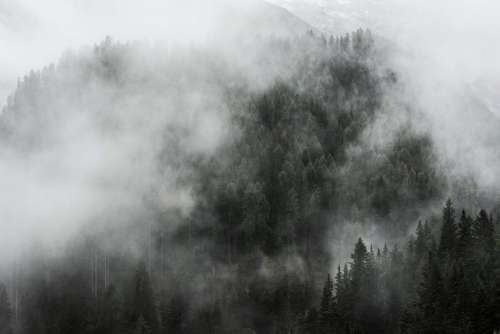 Dark Fog over Woods