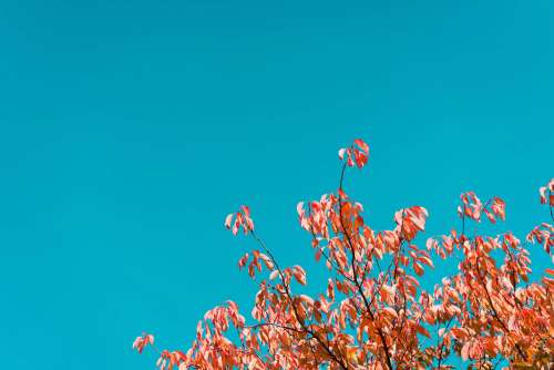 Fall Tree Against Bright Sky