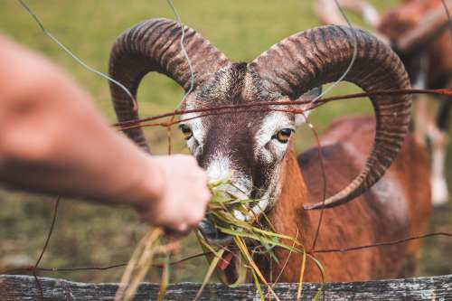 Feeding a Goat with Big Horns