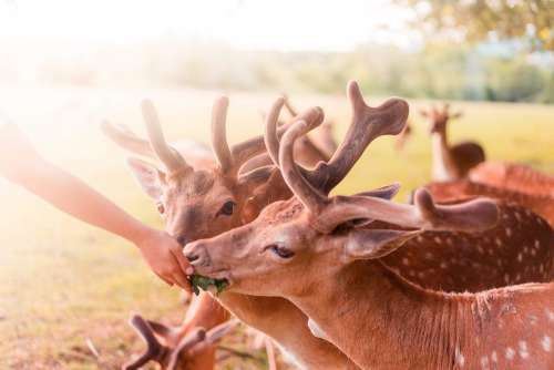 Feeding Beautiful Fallow Deers
