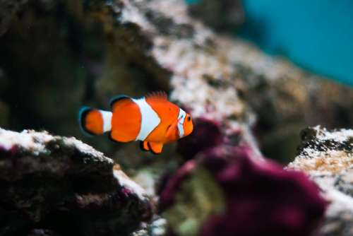 Finding Nemo Real Fish: Percula Clownfish