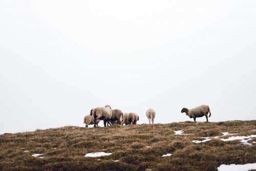 Flock of Sheep on Foggy Horizon