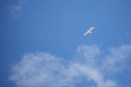 Flying Seagull — Free as a Bird