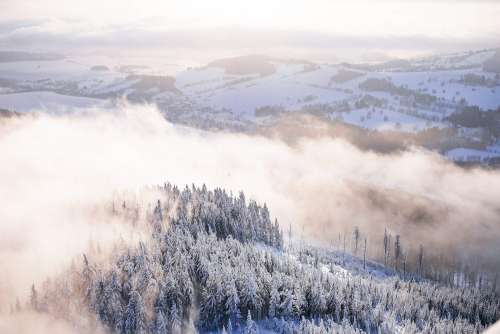 Fog In Snowy Forest Winter Scenery