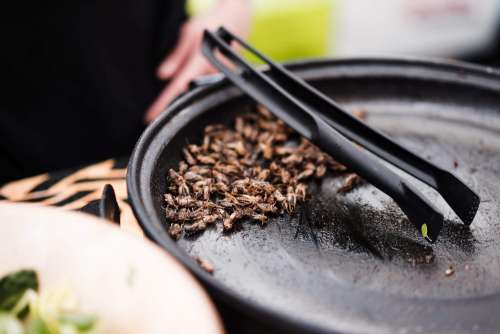 Fried Insects Beetles Traditional Exotic Asian Food