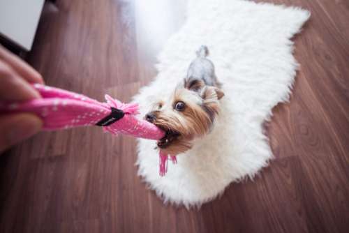 Funny Playing With Yorkie Dog at Home