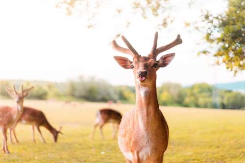 Funny Portrait of Fallow Deer Sticking Out The Tongue