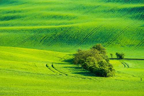 Green Fields with Wild Trees