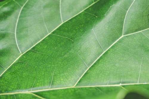 Green Leaf Structure Background Close Up
