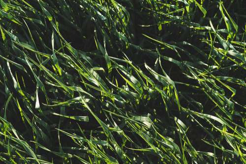 Green Wheat Field Pattern Background