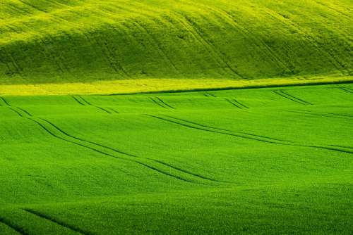 Wavy Green Wheat Fields