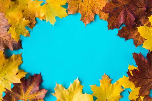 Hero Image Autumn Leaves on Flat Blue Background #2