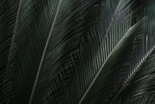 Tropical Leaves Free Background