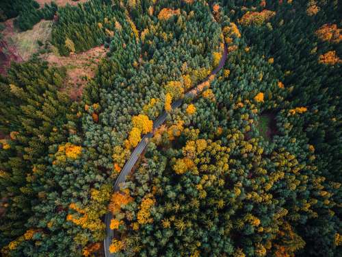 Lonely Road in Forest Aerial View