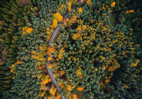 Lonely Road in the Woods Aerial From Above
