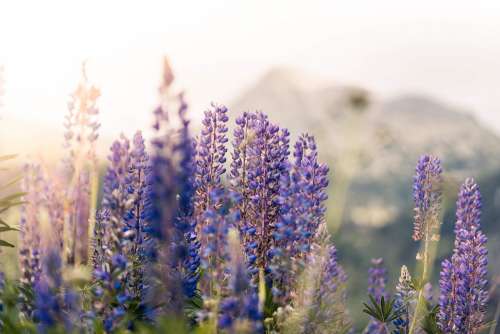 Lupines Mountain Flowers