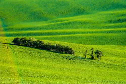 Moravian Tuscany Green Wheat Fields