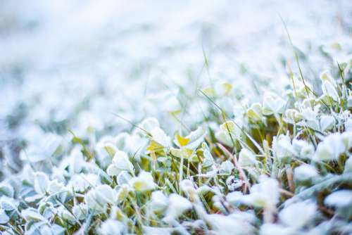 Morning Frozen Grass with Hoarfrost