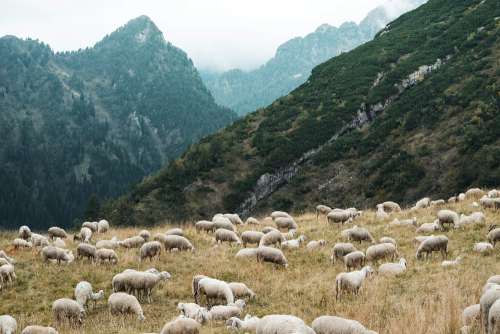 Pasture Full of Sheep in Mountains