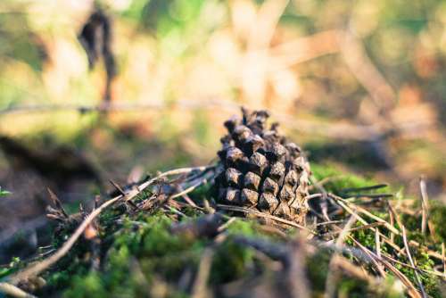 Pine Cone in Forest