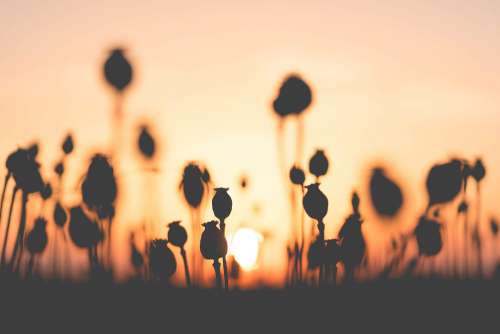 Poppy Seed Field on Sunset