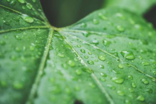 Raindrops on Green Leaf Close Up