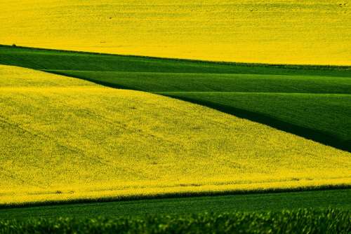 Rapeseed and Wheat Fields in Czechia