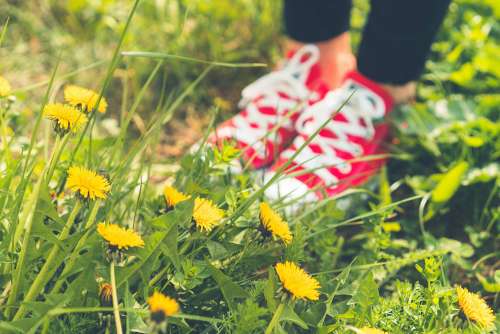 Red Happy Shoes in Grass and Dandelions