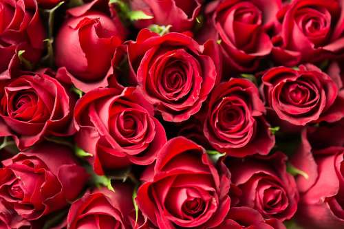 Valentine’s Day Red Roses Close Up