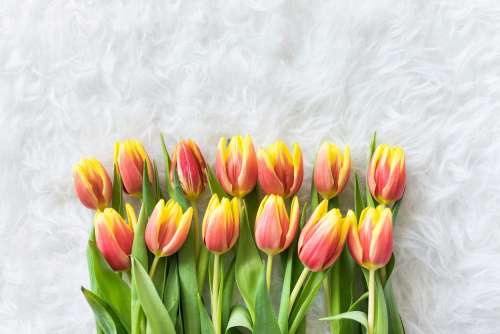 Red-Yellow Kees Nelis Tulips on White Pelt