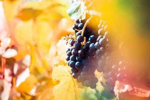Ripe Wine Grapes in Vineyard Field
