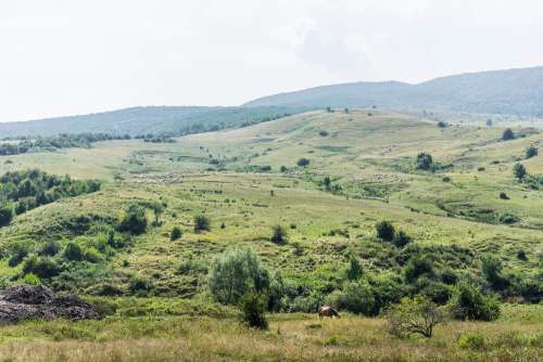 Romanian Nature with Horse and Flock of Sheep