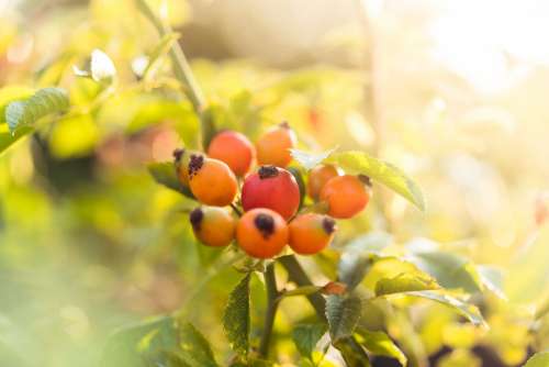 Rose Hips Pometum